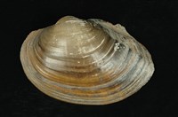 藏品(圓蚌)的圖片